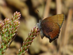 Callophrys augustinus