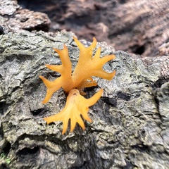 Calocera