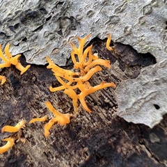 Calocera