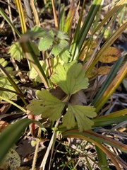 Petroselinum crispum