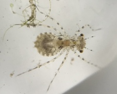 Pachydiplax longipennis