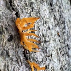 Calocera
