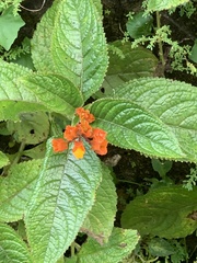 Chrysothemis pulchella