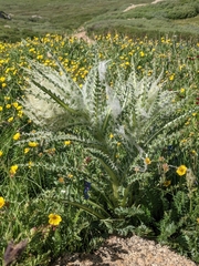 Cirsium scopulorum