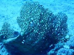Millepora dichotoma
