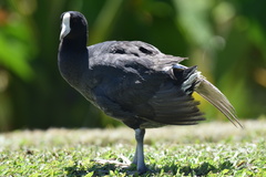Fulica alai