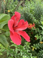 Hibiscus rosa-sinensis