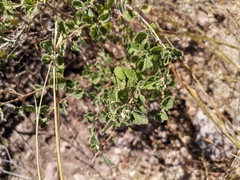 Aloysia
