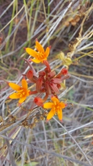 Quinchamalium chilense