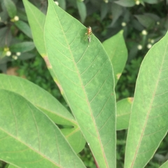 Pseudomyrmex gracilis