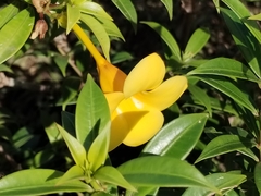 Allamanda cathartica