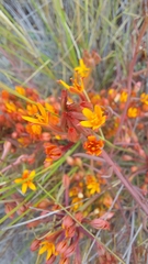 Quinchamalium chilense