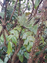 Berberidinae