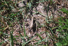 Oedipodinae