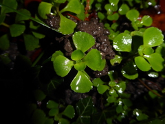 Chrysosplenium oppositifolium