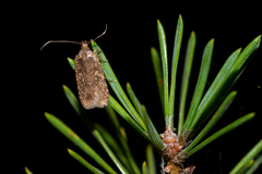 Agonopterix heracliana