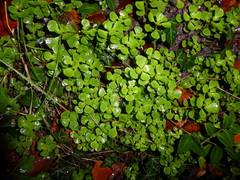 Chrysosplenium oppositifolium