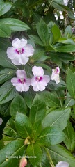 Impatiens sodenii image