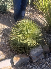 Agave