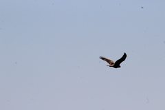 Buteo jamaicensis