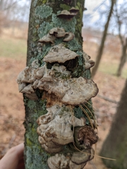 Trichaptum abietinum