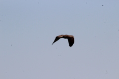 Buteo jamaicensis
