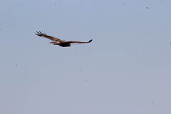 Buteo jamaicensis