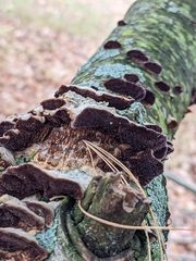 Trichaptum abietinum