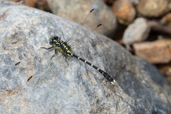 Hemigomphus heteroclytus