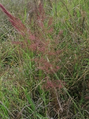 Melinis minutiflora