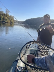 Micropterus henshalli