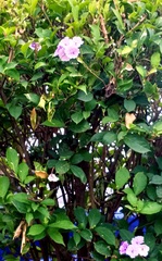 Brunfelsia pauciflora