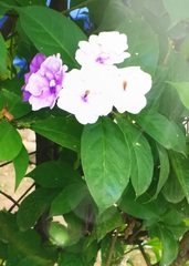 Brunfelsia pauciflora