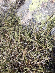 Genista carpetana