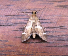 Hymeniini