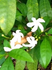 Tabernaemontana divaricata