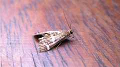 Hymeniini