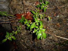 Centranthus ruber