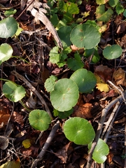 Hydrocotyle