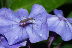 Limoniidae