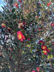 Theaceae