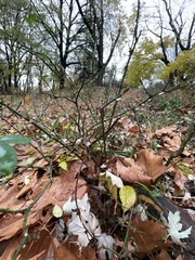Smilax rotundifolia