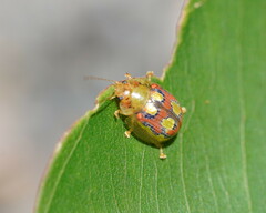 Paropsisterna nobilitata