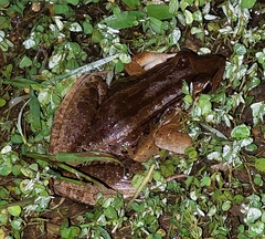 Leptodactylus insularum