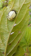 Cyrtonota thalassina