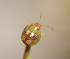 Paropsisterna nobilitata