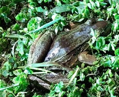Leptodactylus insularum