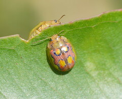 Paropsisterna nobilitata