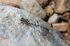 Hemigomphus heteroclytus