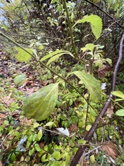 Helianthus decapetalus